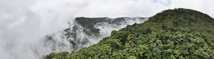 Nevel boven het nevelwoud in San Gerardo de Dota, Nationaal Park Los Quetzales, Costa Rica.