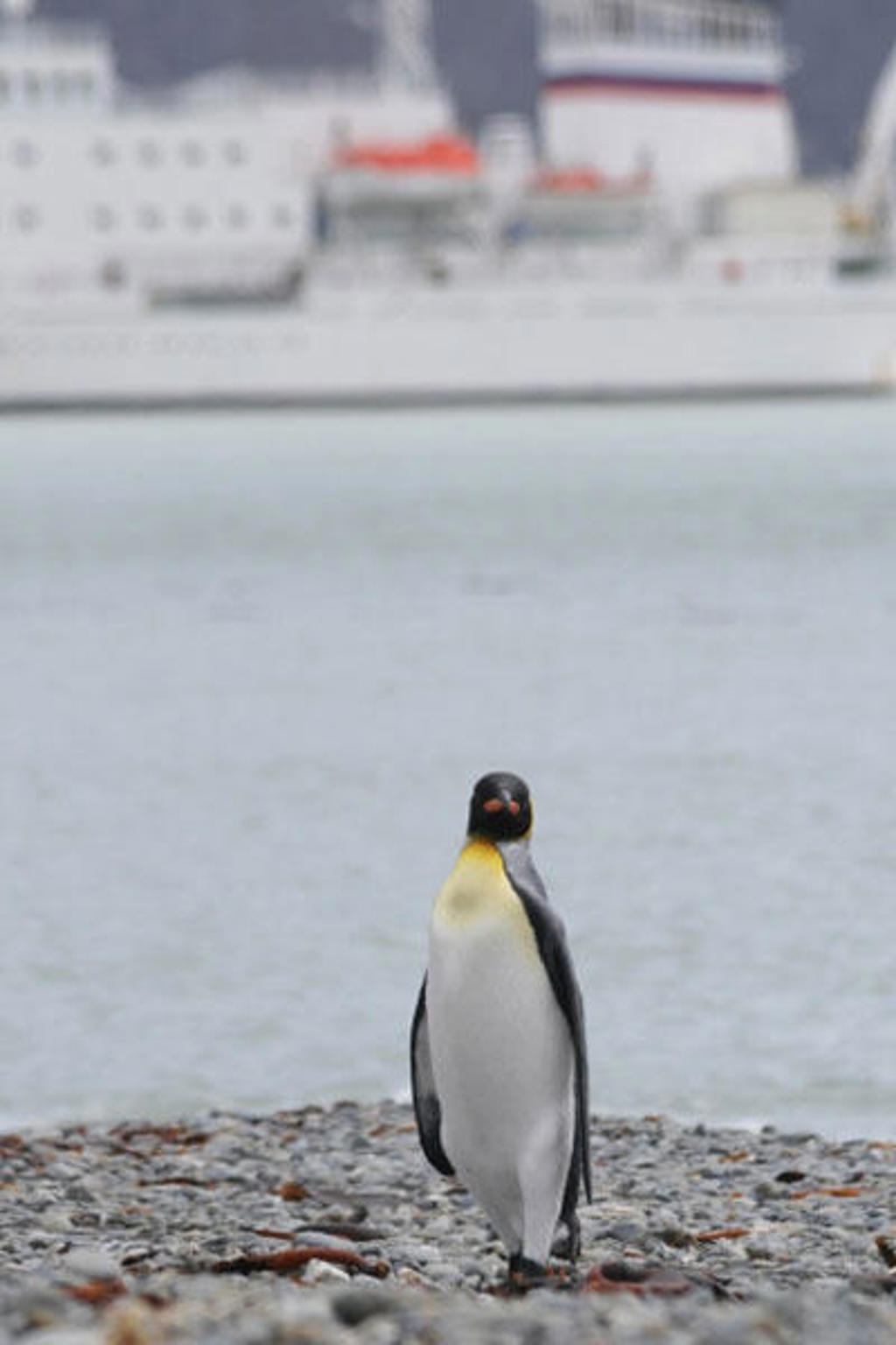 Koningpinguïn op het strand bij Antarctica, met expeditieschip op de achtergrond.