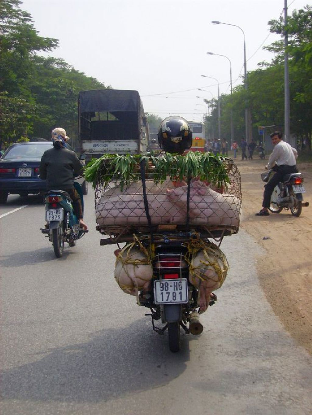 Motorfiets met grote lading varkens en groenvoer op een weg in Vietnam tijdens een groepsrondreis.