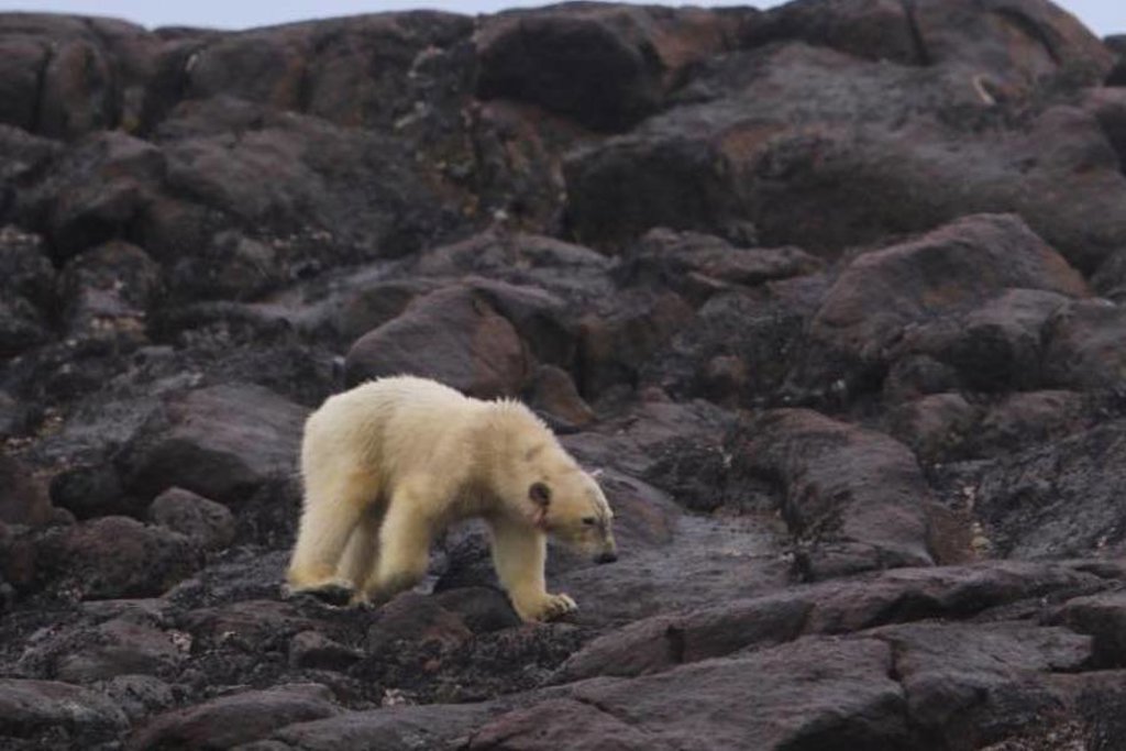 IJsbeer loopt over sneeuw en ijs tijdens groepsrondreis Spitsbergen, Groenland en IJsland.