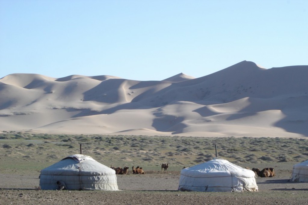 Gers en kamelen in de Gobiwoestijn met zandduinen op de achtergrond tijdens een groepsrondreis Mongolië.