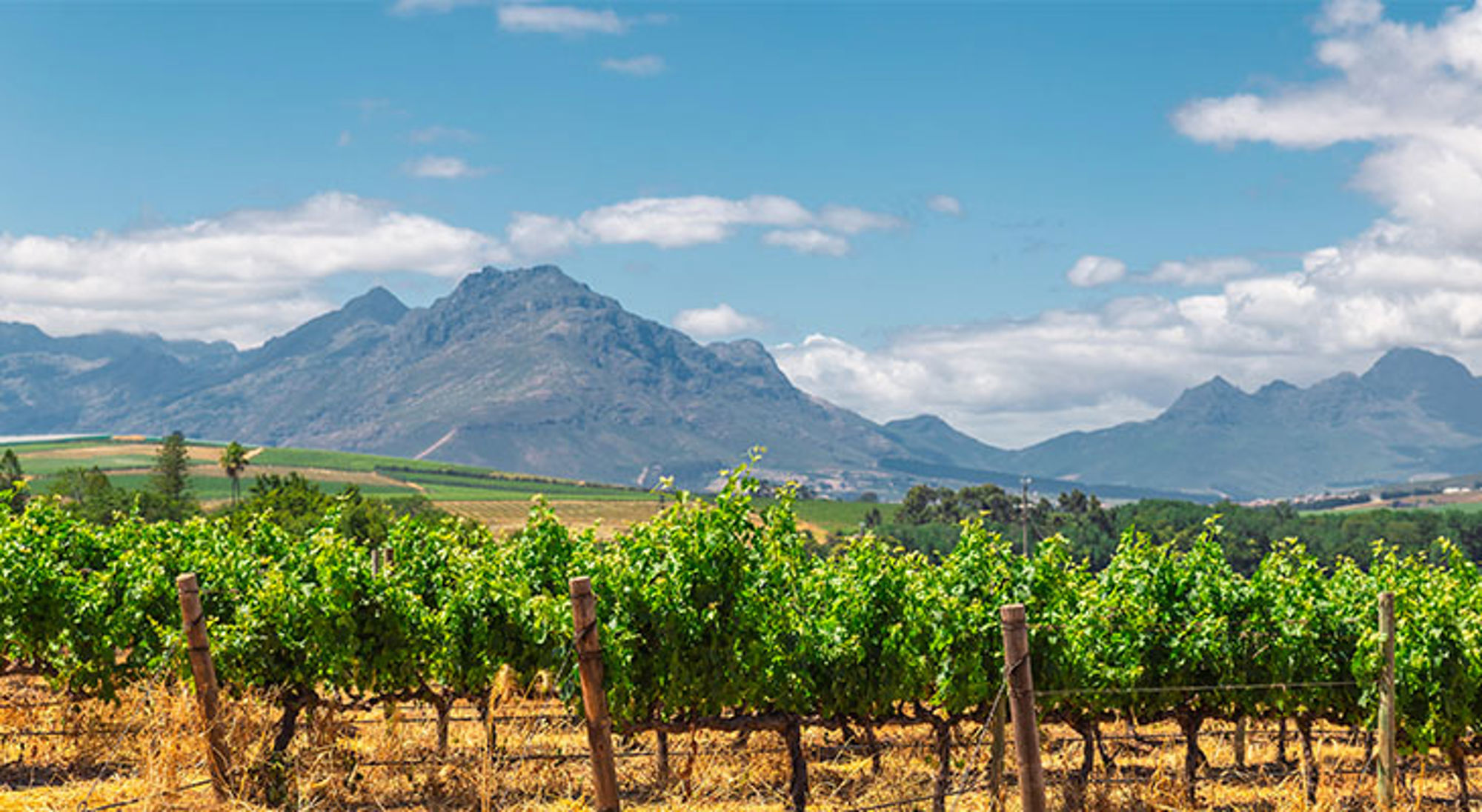 Wijngaarden van Stellenbosch Wijngaard in de Kaapse Wijnlanden met bergen op de achtergrond, Zuid-Afrika.