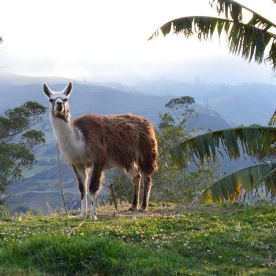Groepsrondreis Ecuador: een brulaap in het regenwoud, met optioneel bezoek aan de Galapagos.