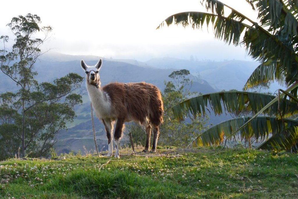 Groepsrondreis Ecuador: een brulaap in het regenwoud, met optioneel bezoek aan de Galapagos.