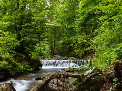 Groene bosbeek met kleine waterval langs de Route Ecuador, 22 dagen.
