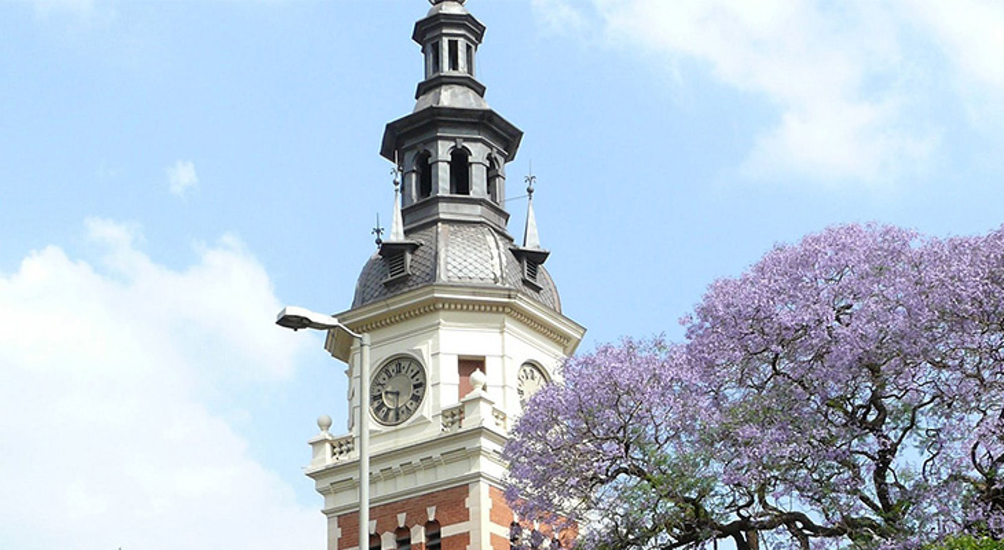 Klokkentoren van het stadhuis in Kaapstad naast een bloeiende jacarandaboom.