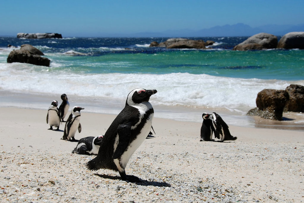 Afrikaanse pinguïns op het strand bij Boulders Beach tijdens een premium groepsrondreis door Zuid-Afrika.
