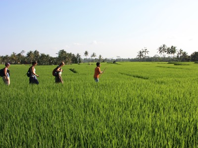 Wandeling door groene rijstvelden op Bali tijdens de route Java en Bali.