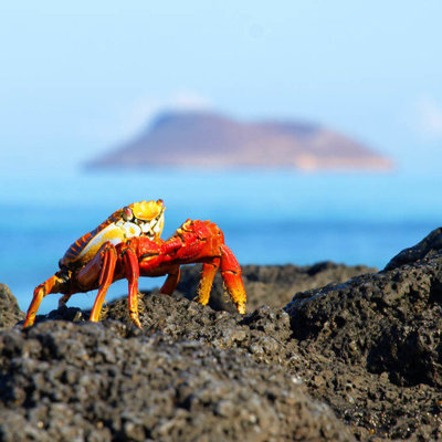 Rode Sally Lightfoot-krab op lavastenen aan de kust van de Galapagoseilanden.
