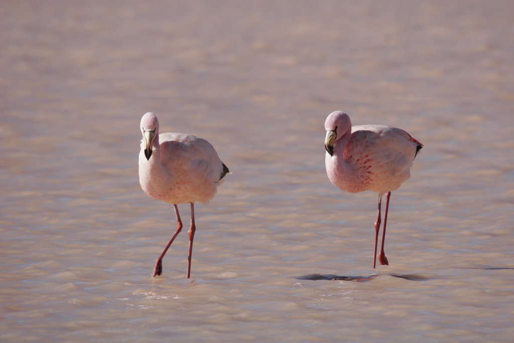 Twee flamingo’s in een ondiep zoutmeer tijdens een groepsrondreis Bolivia en Chili.