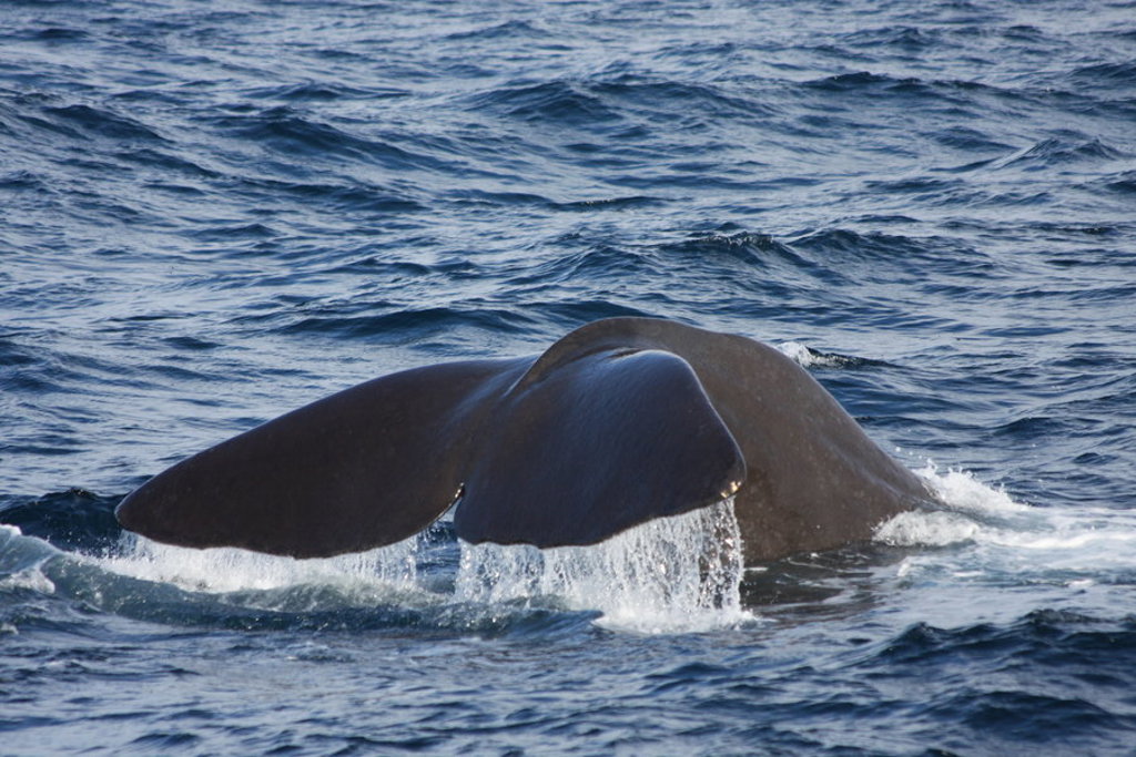 Staartvin van een walvis die duikt in de zee bij Spitsbergen.