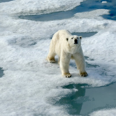 IJsbeer op drijvend zee-ijs in Spitsbergen.