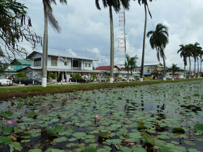 Waterlelies in de Palmentuin van Paramaribo, met palmbomen en gebouwen op de achtergrond.