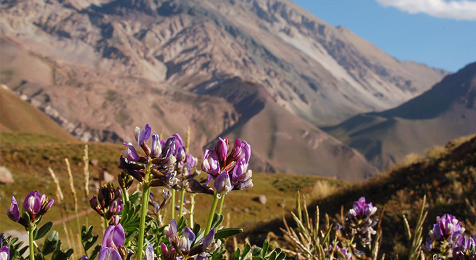 Paarse wilde bloemen in de Andes met berglandschap op de achtergrond, Argentinië.