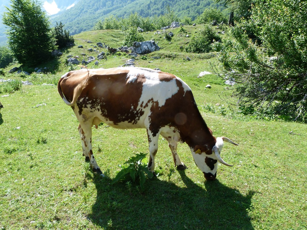 Koe graast in een groene bergweide in Albanië tijdens groepsrondreis Albanië, Kosovo & Noord-Macedonië.