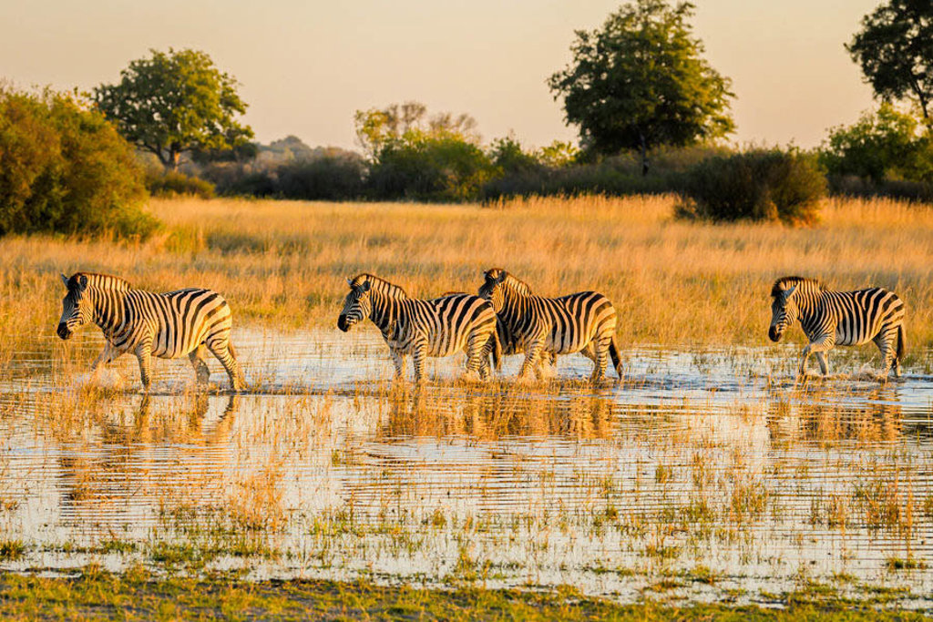 Zebra’s lopen door ondiep water in de savanne tijdens een 22-35ers reis door Zuid-Afrika.