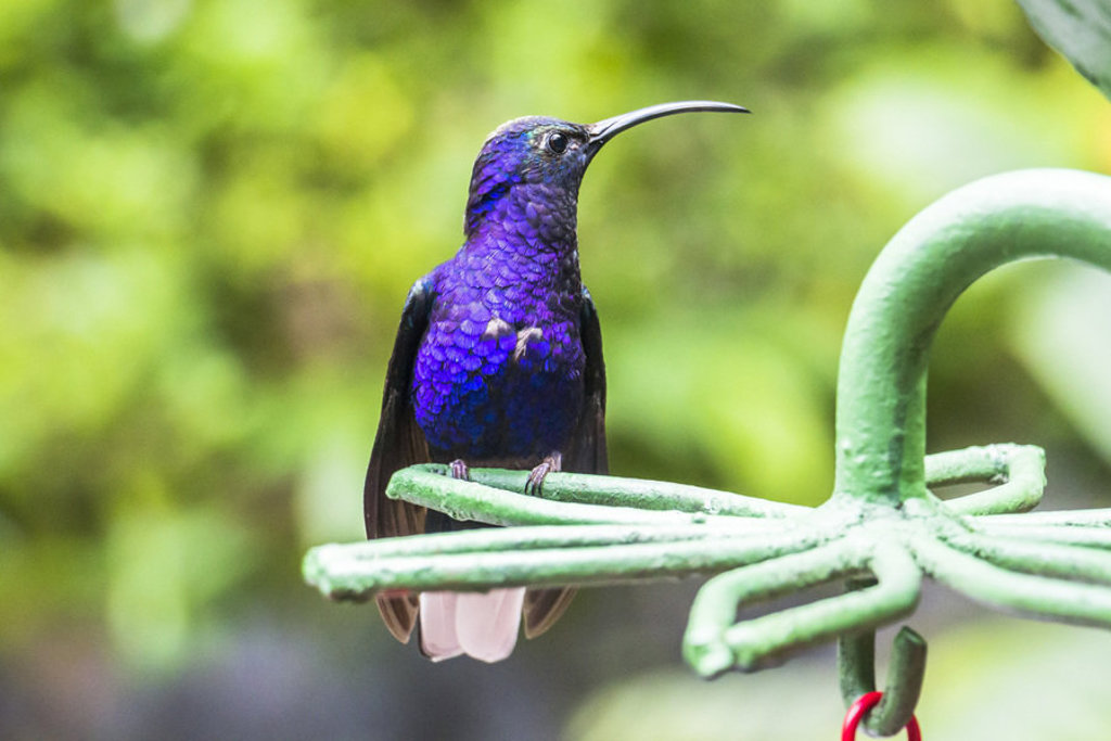 Paarse kolibrie op een voederstation in Costa Rica tijdens de groepsrondreis Hoogtepunten.