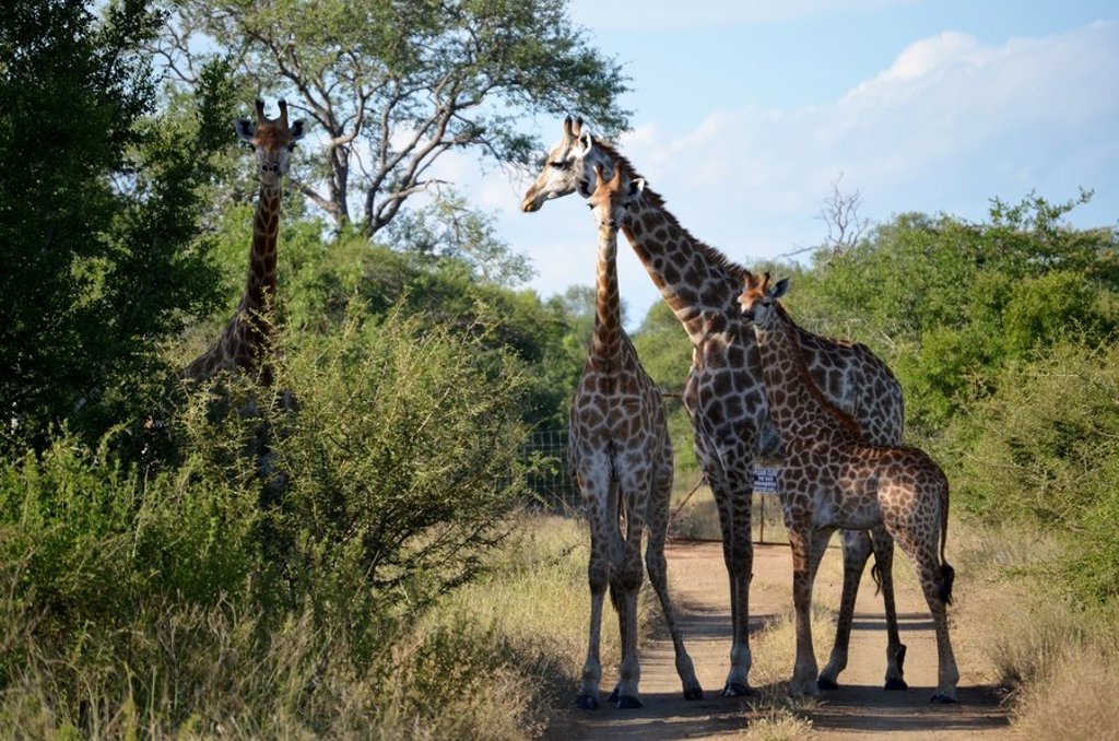Giraffe tussen bomen tijdens safari in Zuid-Afrika, op zoek naar de Big Five.