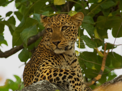 Luipaard rust op een boomtak tijdens safari op de route Zambia, Malawi en Tanzania.