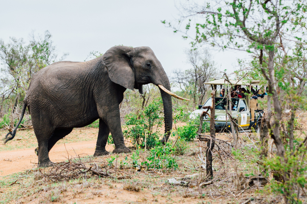 Olifant naast safarivoertuig tijdens groepsrondreis door Zuid-Afrika, eSwatini en Lesotho.