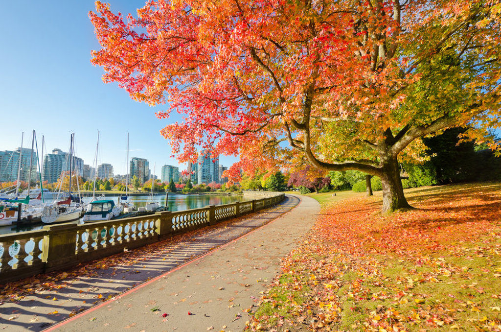 Herfstkleuren langs de promenade bij Coal Harbour in Vancouver, Canada, met jachthaven en skyline.