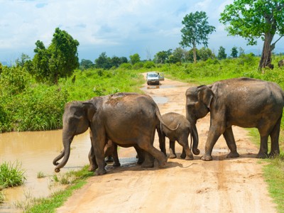Olifanten steken een zandweg over in Sri Lanka, met een jeep op de achtergrond.