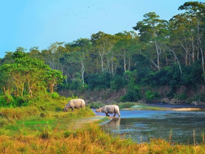 Neushoorns aan de rivier in Chitwan National Park, Nepal.