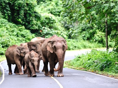 Olifantenfamilie steekt een weg over in het groene regenwoud van Thailand.