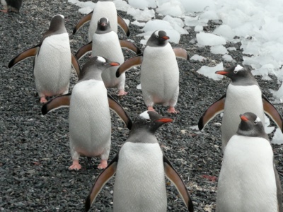 Ezelspinguïns lopen over een kiezelstrand langs sneeuw en ijs tijdens de Antarctica-route.