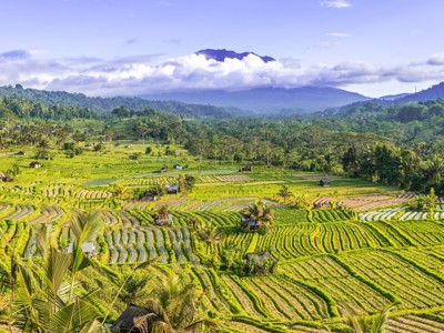 Groene rijstterrassen op Bali met palmbomen en een bergtop in de wolken op de route Java en Bali.