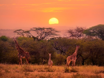 Giraffen op de savanne bij zonsondergang in Kenia.