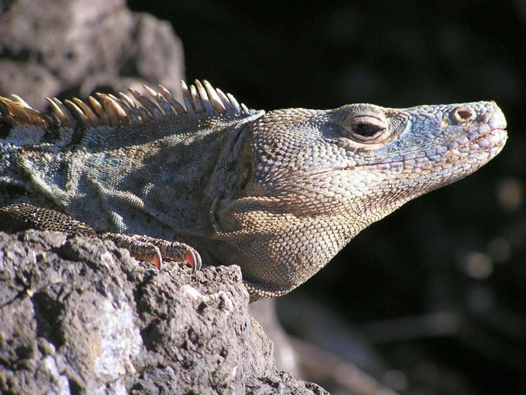 Leguaan op rots in Costa Rica tijdens groepsrondreis door regenwoud en vulkanen.