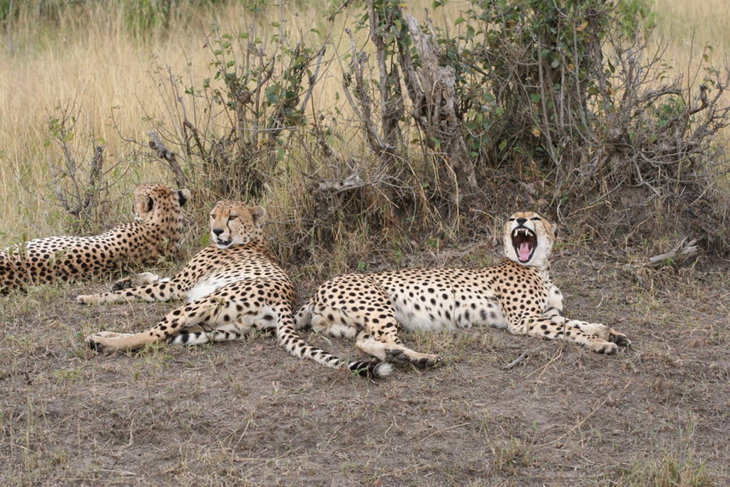 Drie cheeta’s rusten in het gras tijdens een safari op groepsrondreis Kenia, Tanzania en Zanzibar.