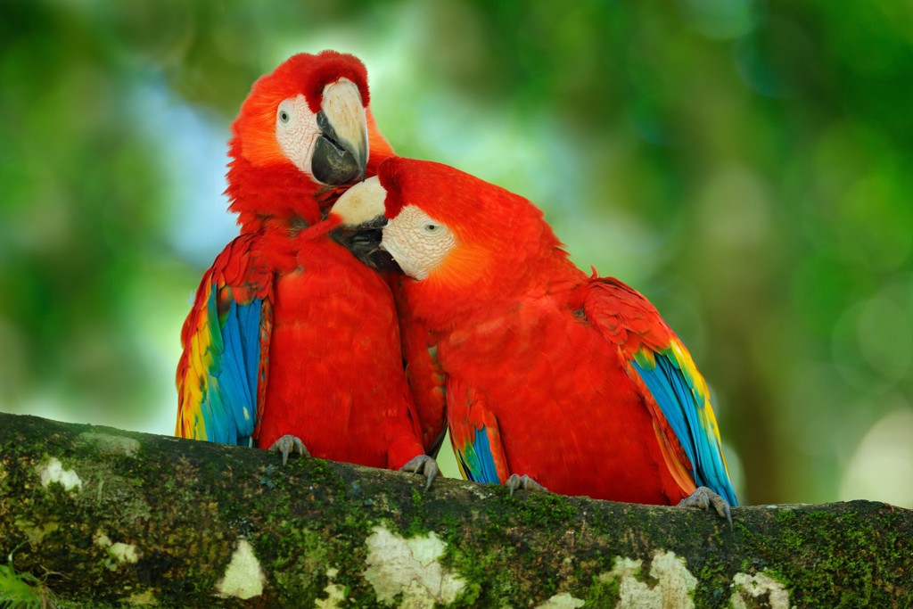 Twee rood-blauwe ara’s op een tak in het regenwoud van Costa Rica.