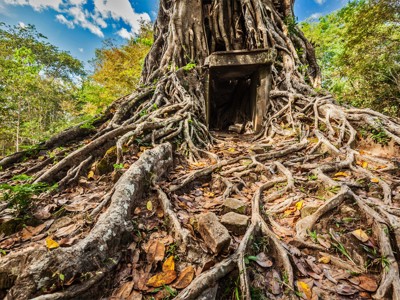Boomwortels overwoekeren een tempelruïne bij Angkor in Cambodja, onderdeel van de route Thailand, Laos & Cambodja.