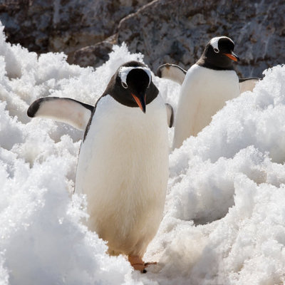 Ezelspinguïns lopen door de sneeuw op Antarctica tijdens een groepsrondreis met vlucht.