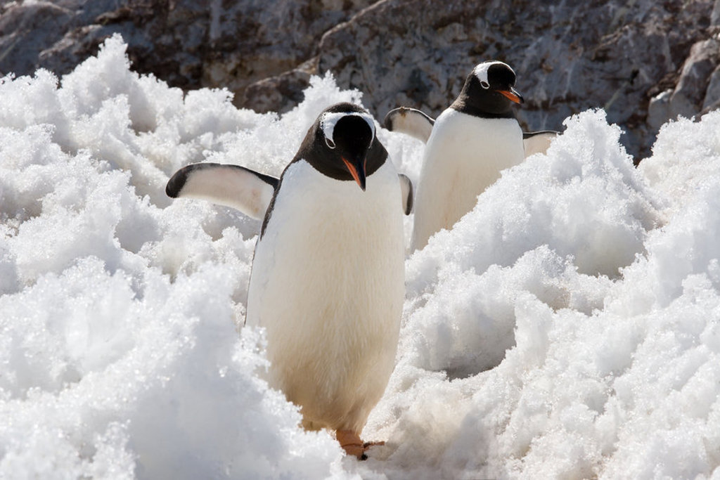 Ezelspinguïns lopen door de sneeuw op Antarctica tijdens een groepsrondreis met vlucht.