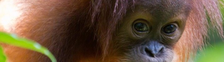 Orang-oetan in het regenwoud op Borneo tijdens een rondreis.