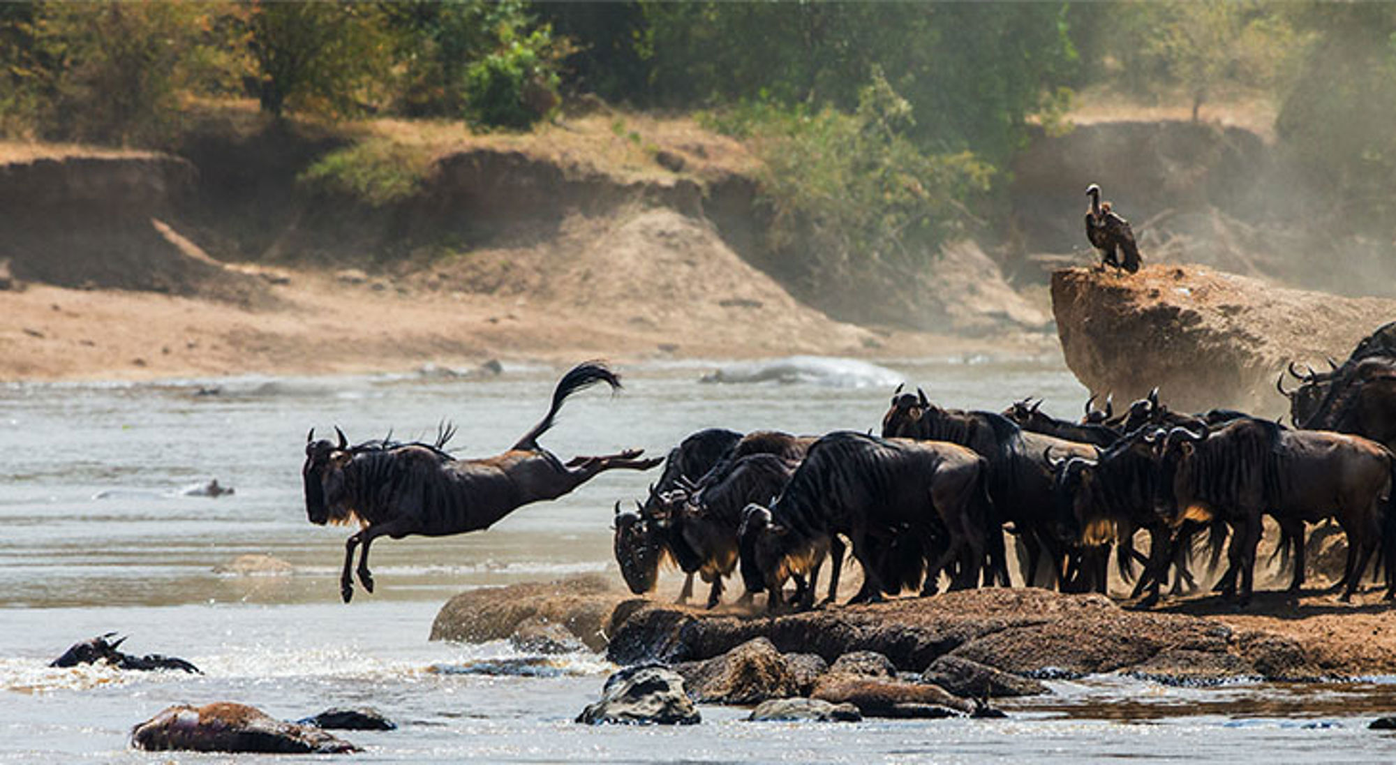 Gnoes steken een rivier over tijdens de Grote Migratie in Kenia.