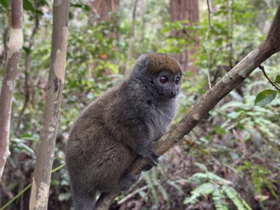 Bruine maki op een tak in het regenwoud van Madagascar.