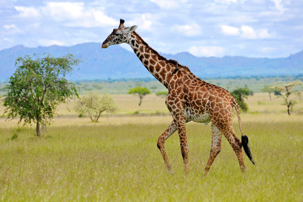 Giraffe op de savanne tijdens 22-35ers reis Kenia & Tanzania.