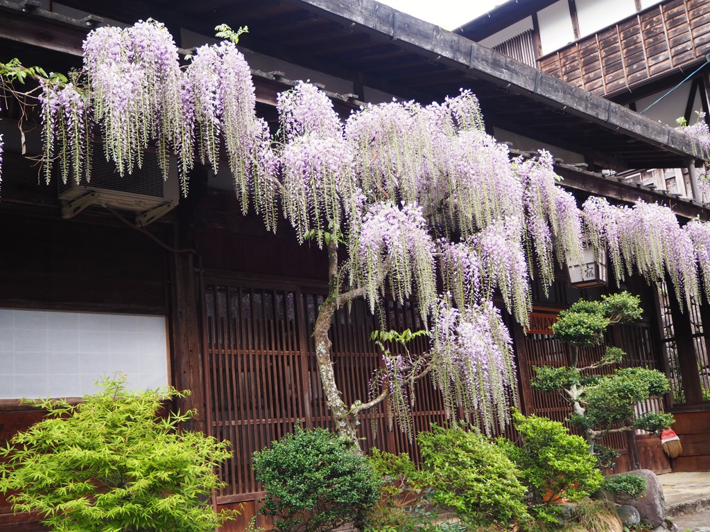 Paarse blauweregen in bloei bij een traditioneel houten huis in Japan tijdens een groepsrondreis.