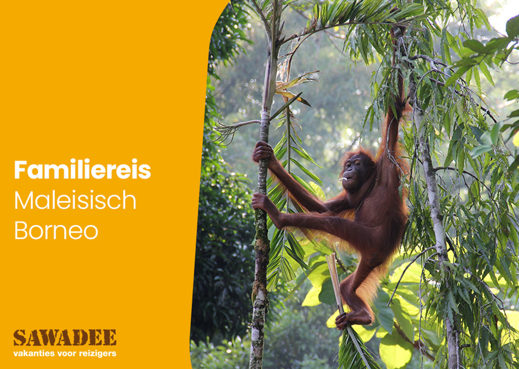 YouTube-thumbnail-umbraco-borneo-malei.jpg