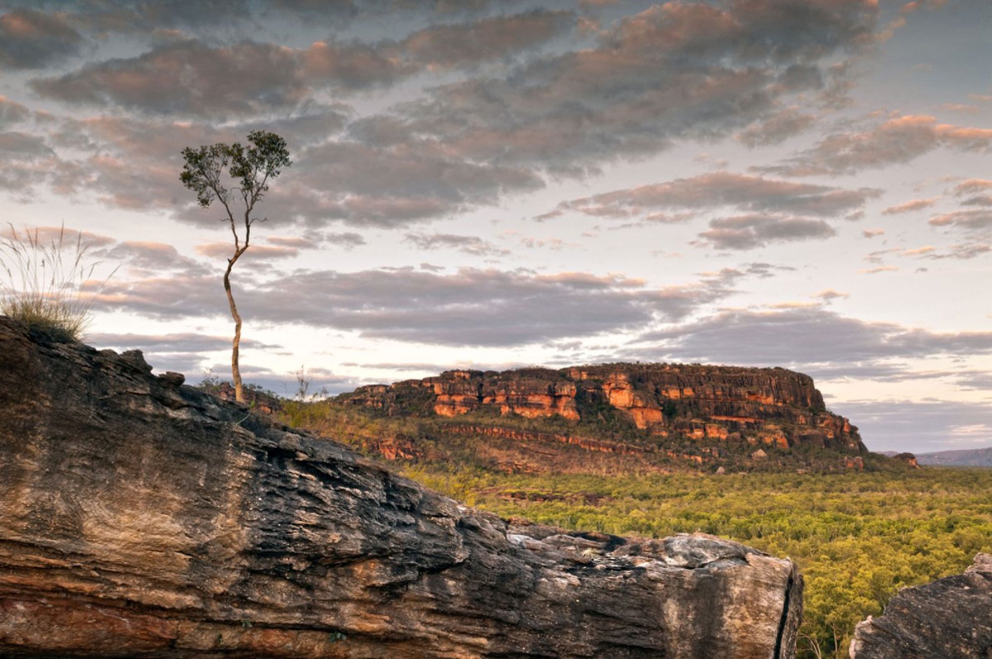 Uitzicht op rotsplateau en eucalyptusbos in Kakadu National Park, Australië, bij zonsondergang.
