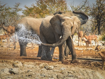 Olifant bij een waterplaats in Namibië, omringd door antilopen in de savanne.