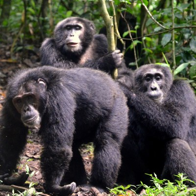 Chimpansees in het regenwoud van Oeganda tijdens de groepsrondreis Oeganda Natuur Plus Pop-Up.
