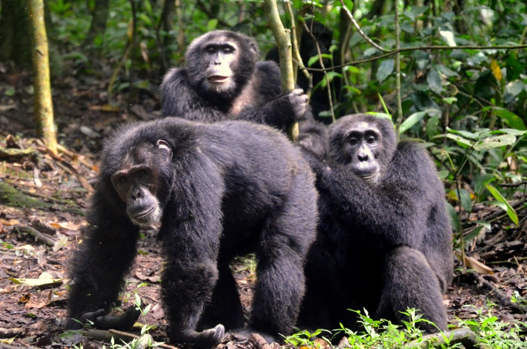 Chimpansees in het regenwoud van Oeganda tijdens de groepsrondreis Oeganda Natuur Plus Pop-Up.