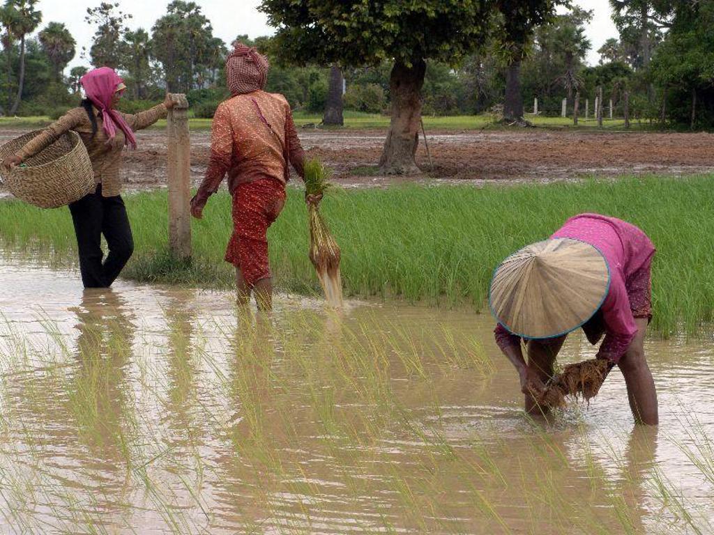 Lokale boeren planten rijst in een ondergelopen rijstveld tijdens een groepsrondreis door Laos en Cambodja.
