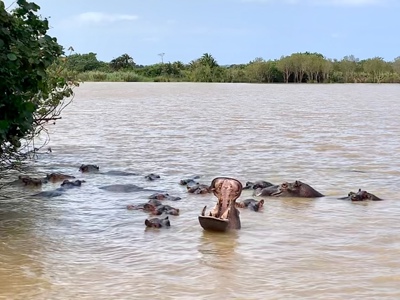 Nijlpaarden in het water tijdens de Route Zuid-Afrika, met één dier dat zijn bek wijd open heeft.