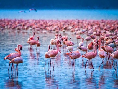 Grote groep roze flamingo’s in ondiep water bij Lake Nakuru in Kenia.